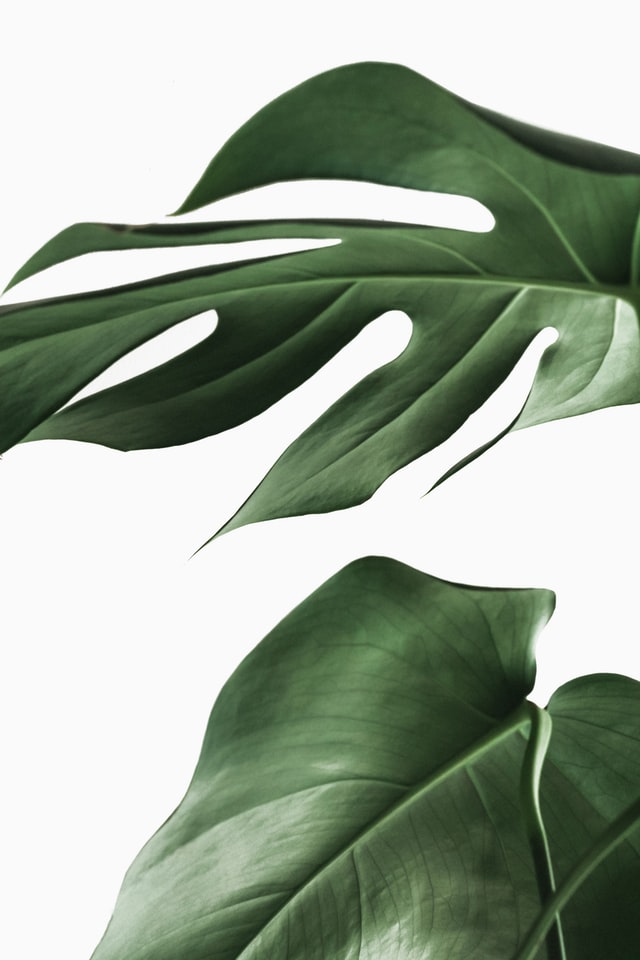 nordwood-themes-jt7z4CPEjEI-unsplash