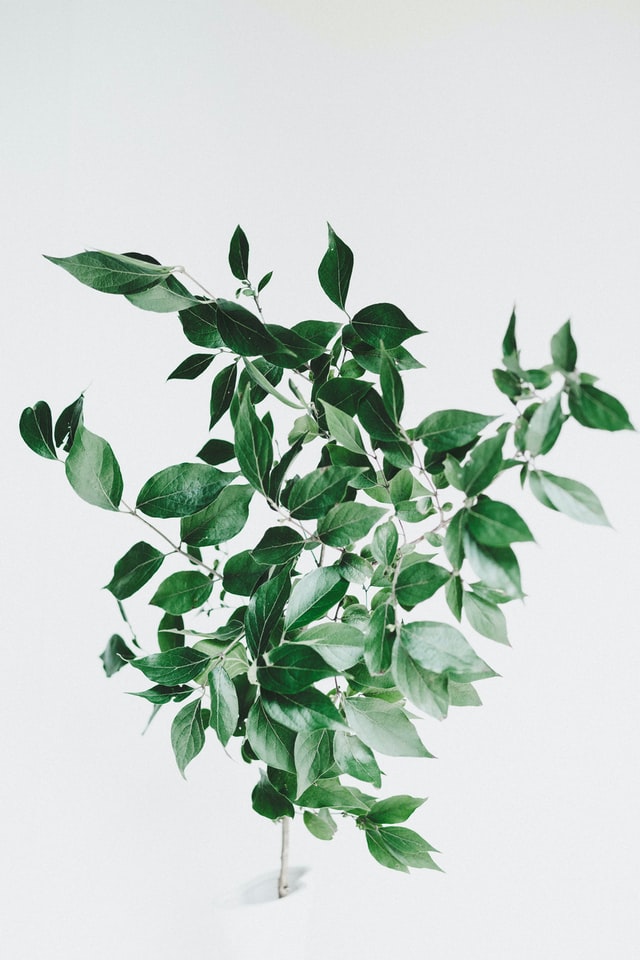 tanalee-youngblood-CMdQcxsWZE0-unsplash