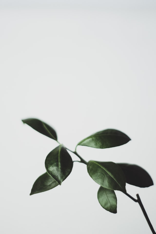 yusuf-evli-YmJnpFG46fQ-unsplash